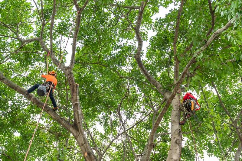 Tree-Care-Service-Auburn-WA