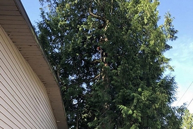 Local DuPont arborist in WA near 98327