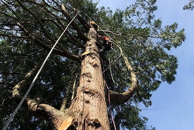 Professional JBLM arborist in WA near 98439