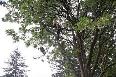 Professional Milton arborist in WA near 98354