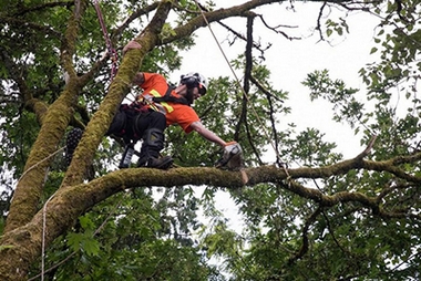 Professional South Hill arborist in WA near 98373