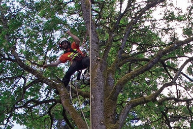 Professional Steilacoom arborist in WA near 98388