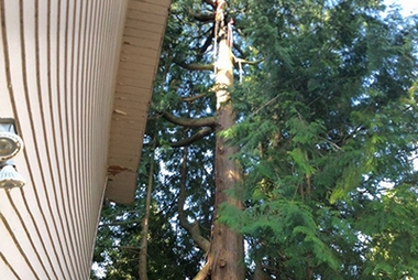 Experienced DuPont certified arborist in WA near 98327