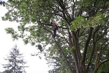 Knowledgeable Fort Lewis certified arborist in WA near 98433