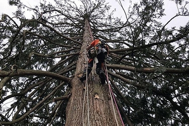 Reliable DuPont tree arborist in WA near 98327