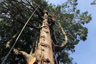 Expert Steilacoom tree arborist in WA near 98388