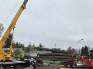 Licensed Auburn tree removal in WA near 98002