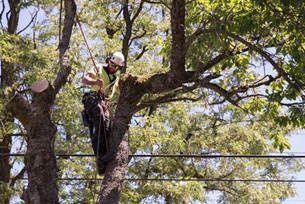 Affordable Auburn Tree Trimming in WA near 98002