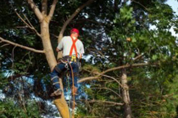 Local Auburn tree cutting service near me in WA near 98071