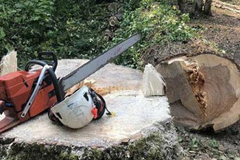 Exceptional Bonney Lake tree cutting service near me in WA near 98391