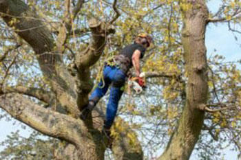 Affordable Burien tree cutting service near me in WA near 98166