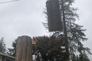 Exceptional Des Moines tree cutting service near me in WA near 98198