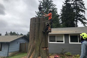 Affordable Puyallup tree cutting service near me in WA near 98372