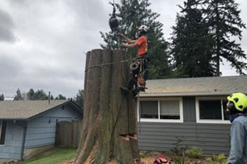 Exceptional South Hill tree cutting service near me in WA near 98373