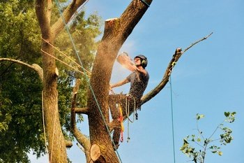 Expert Auburn tree cutting services in WA near 98071