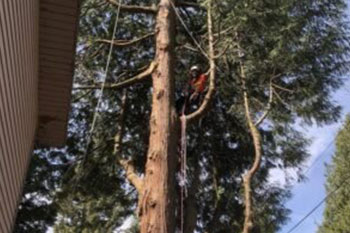 Reliable Bonney Lake tree cutting services in WA near 98391
