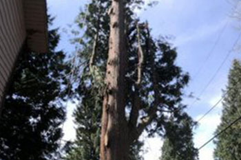 Expert Covington tree cutting services in WA near 98042