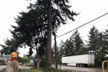 Reliable Des Moines tree cutting services in WA near 98198