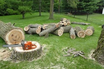 Reliable Normandy Park tree cutting services in WA near 98166