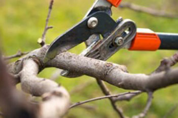 Reliable South Hill tree cutting services in WA near 98373