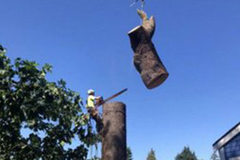 Bonney Lake tree felling professionals in WA near 98391
