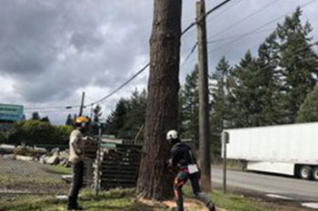 Experienced Covington tree felling team in WA near 98042
