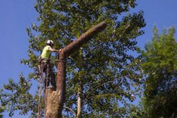 Experienced Maple Valley tree felling team in WA near 98038