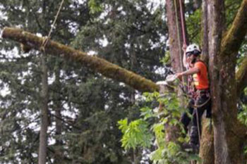 Top rated Puyallup tree felling in WA near 98372