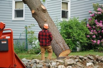 Experienced Renton tree felling team in WA near 98056