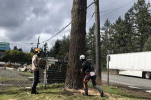 Insured Auburn commercial tree services in WA near 98071