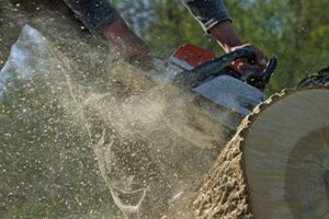 Affordable Lakewood stump grinding service in WA near 98499