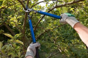 Expert Auburn tree pruning in WA near 98071