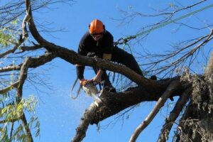 Expert Edgewood tree pruning in WA near 98372