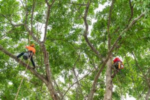 Competitively priced Fircrest tree service in WA near 98466