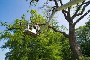 Experienced Covington tree trimming company in WA near 98042