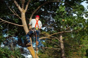Experienced Fife tree trimming company in WA near 98424