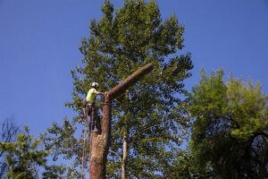 Covington tree trimming specialists in WA near 98042