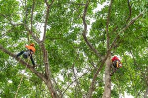 Edgewood tree trimming expertise in WA near 98372