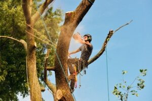 Affordable Edgewood tree trimming service in WA near 98372