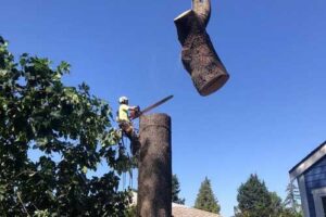Dependable Fife tree trimming service in WA near 98424