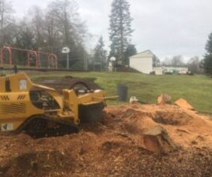 Local Steilacoom stump grinding service in WA near 98388