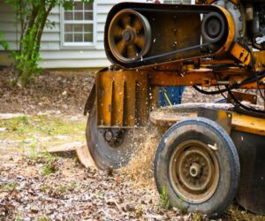 Local Tukwila stump grinding service in WA near 98108