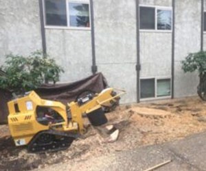 Milton stump removal specialists in WA near 98354