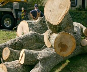 Tacoma stump removal specialists in WA near 98404
