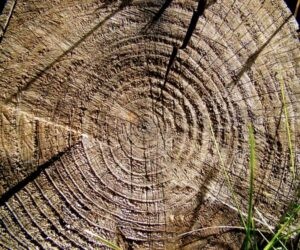 South Hill tree stump removal professionals in WA near 98373