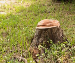 Tukwila tree stump removal professionals in WA near 98108